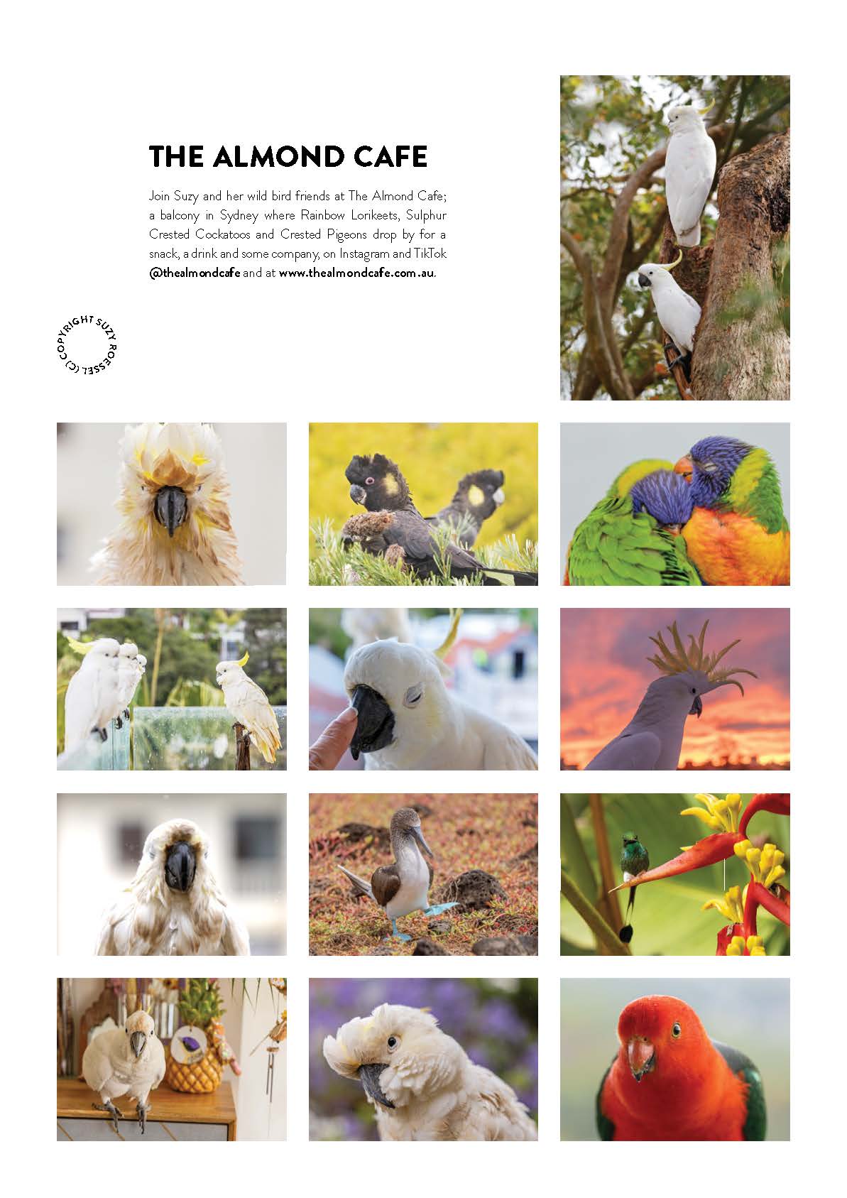 Collage of images featuring various birds, including parrots and cockatoos, with text about The Almond Cafe.
