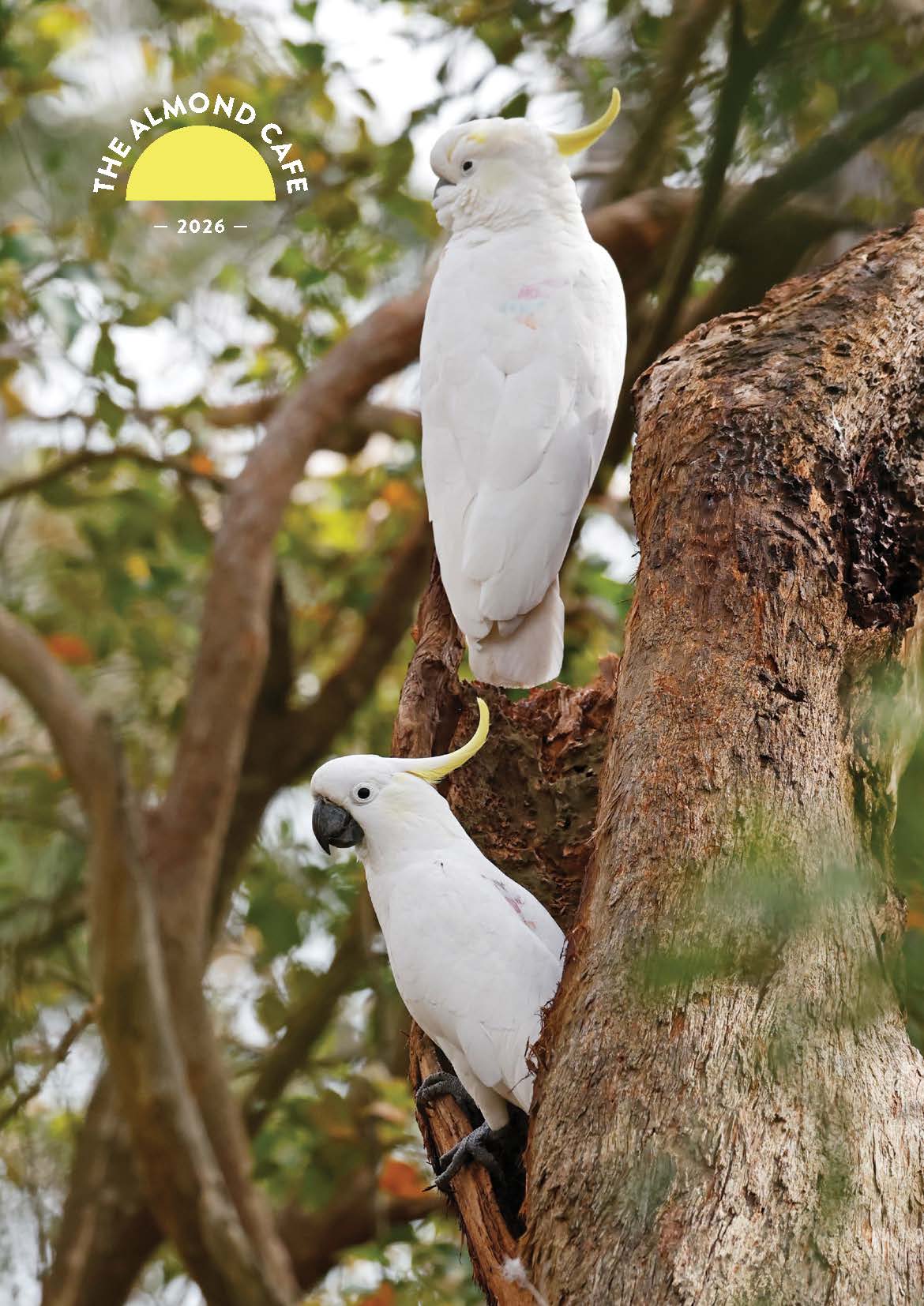 Two white cockatoos perched on a tree branch with 'The Almond Cafe' logo in the corner.